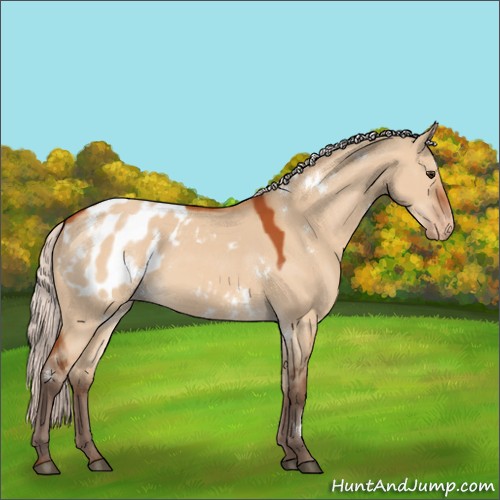Horse Color:White Spotted Silver Bay Dun Appaloosa 