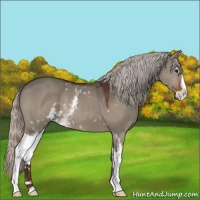 Horse Color:White Spotted Silver Brown Dun Sabino 