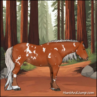 Horse Color:White Spotted Silver Brown Rabicano 