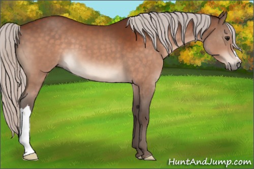Horse Color:Silver Bay
