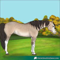Horse Color:White Spotted Brown Dun 