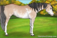 Horse Color:Bay Dun Sabino