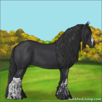 Horse Color:Black  and Black 