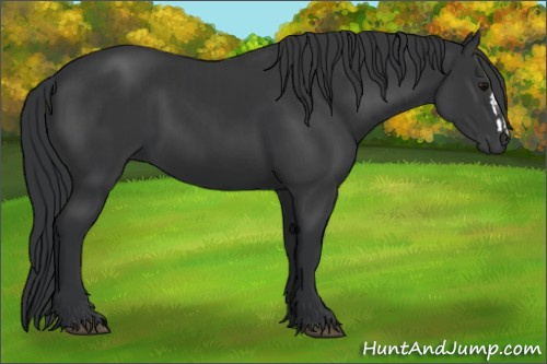 Horse Color:Black and Black