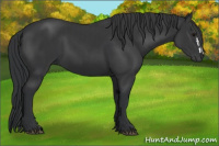 Horse Color:Black  and Black 