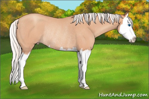 Horse Color:Silver Sable Champagne Roan Splash Rabicano 