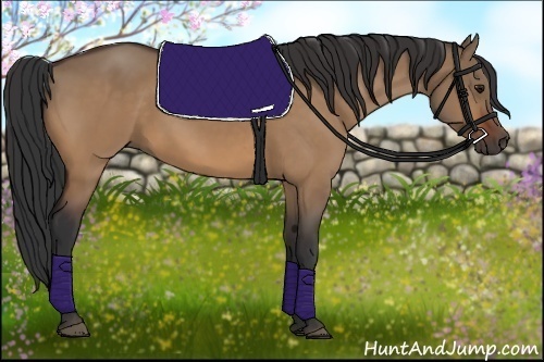 Horse Color:Bay Dun 