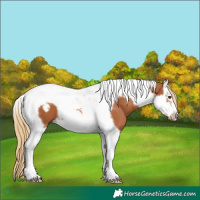 Horse Color:Chestnut Splash Tobiano Frame 