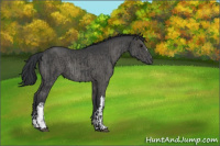 Horse Color:Black  and Black Rabicano 