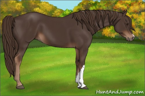 Horse Color:Liver Chestnut 