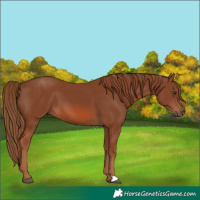 Horse Color:Chestnut 