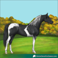 Horse Color:Black Tobiano 