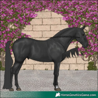 Horse Color:Black and Black