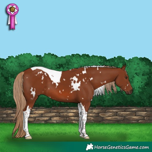 Horse Color:White Spotted Chestnut Tobiano