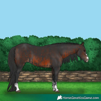 Horse Color:Black  and Brown 