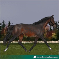 Horse Color:Black  and Brown 