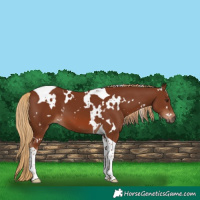 Horse Color:White Spotted Chestnut Tobiano 