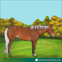 Horse Color:Silver Bay 