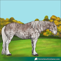 Horse Color:Silver Black  and White Spotted Silver Black 