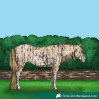 Horse Color:Black  and Smoky Black Pearl 