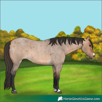 Horse Color:Bay Roan Dun 
