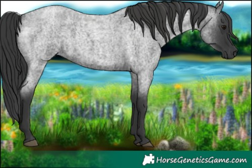 Horse Color:Blue Roan  and Blue Roan 