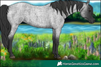 Horse Color:Blue Roan and Blue Roan