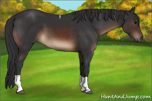Horse Color:Brown Tobiano Rabicano 