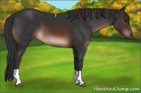 Horse Color:Brown Tobiano Rabicano 