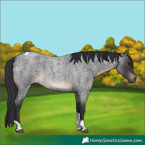 Horse Color:Brown Roan Tobiano Rabicano 