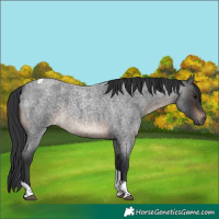 Horse Color:Brown Roan Tobiano Rabicano 