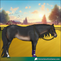 Horse Color:Brown Tobiano Rabicano 