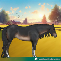 Horse Color:Brown Tobiano Rabicano