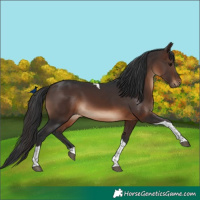 Horse Color:Brown Tobiano Rabicano