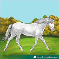 Horse Color:Cremello Near Leopard