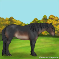 Horse Color:Brown Rabicano 