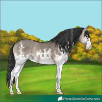 Horse Color:Grullo Onyx Sabino 