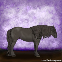Horse Color:Smoky Black