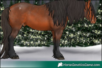 Horse Color:Bay Appaloosa