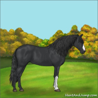 Horse Color:Black 
