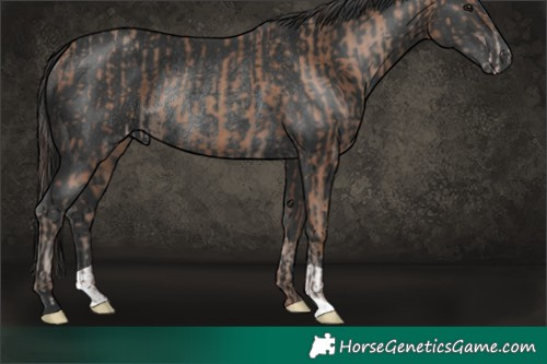 Horse Color:Classic Champagne Rabicano  and Black Rabicano 