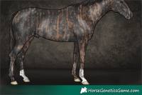 Horse Color:Classic Champagne Rabicano and Black Rabicano