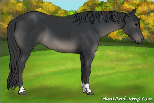 Horse Color:Black Tobiano Rabicano 