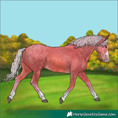 Horse Color:Watercolor Silver Bay Rabicano 