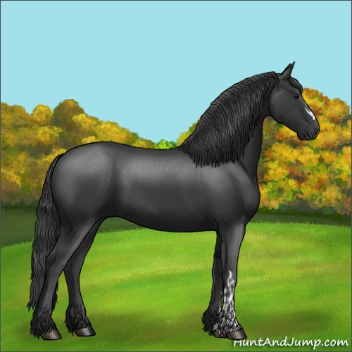 Horse Color:Black  and Black 