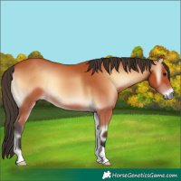 Horse Color:Bay Onyx 