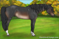 Horse Color:Brown Roan Tobiano Rabicano