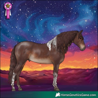 Horse Color:Chocolate Brown Tobiano Rabicano 