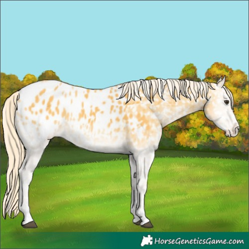 Horse Color:Palomino Onyx Appaloosa 