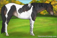 Horse Color:Brown Tobiano Rabicano 